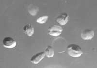 Fossils Foraminifera