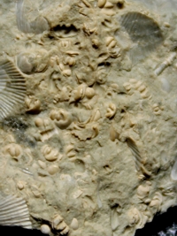 Fossils seed shrimps, ostracods