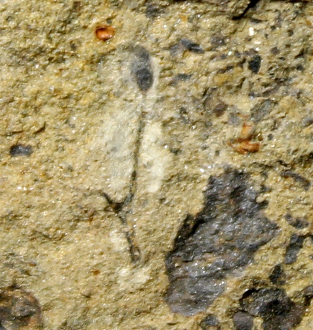 Salopella