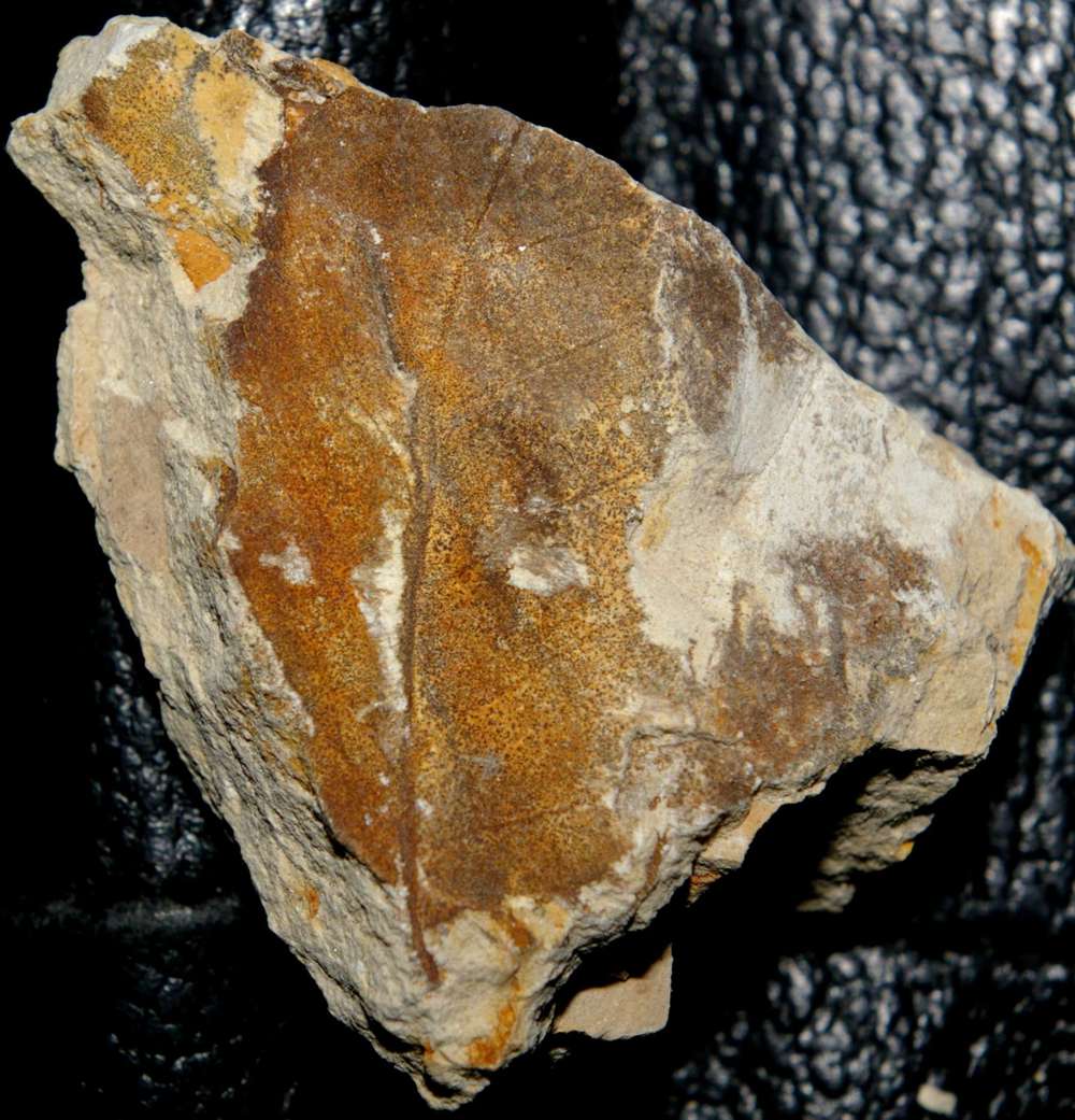Miocene fossil leaf