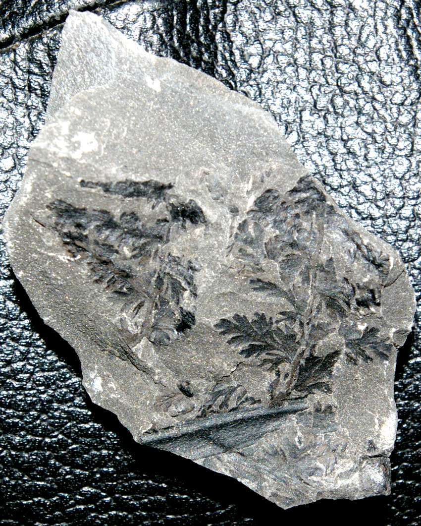 Uranopteris