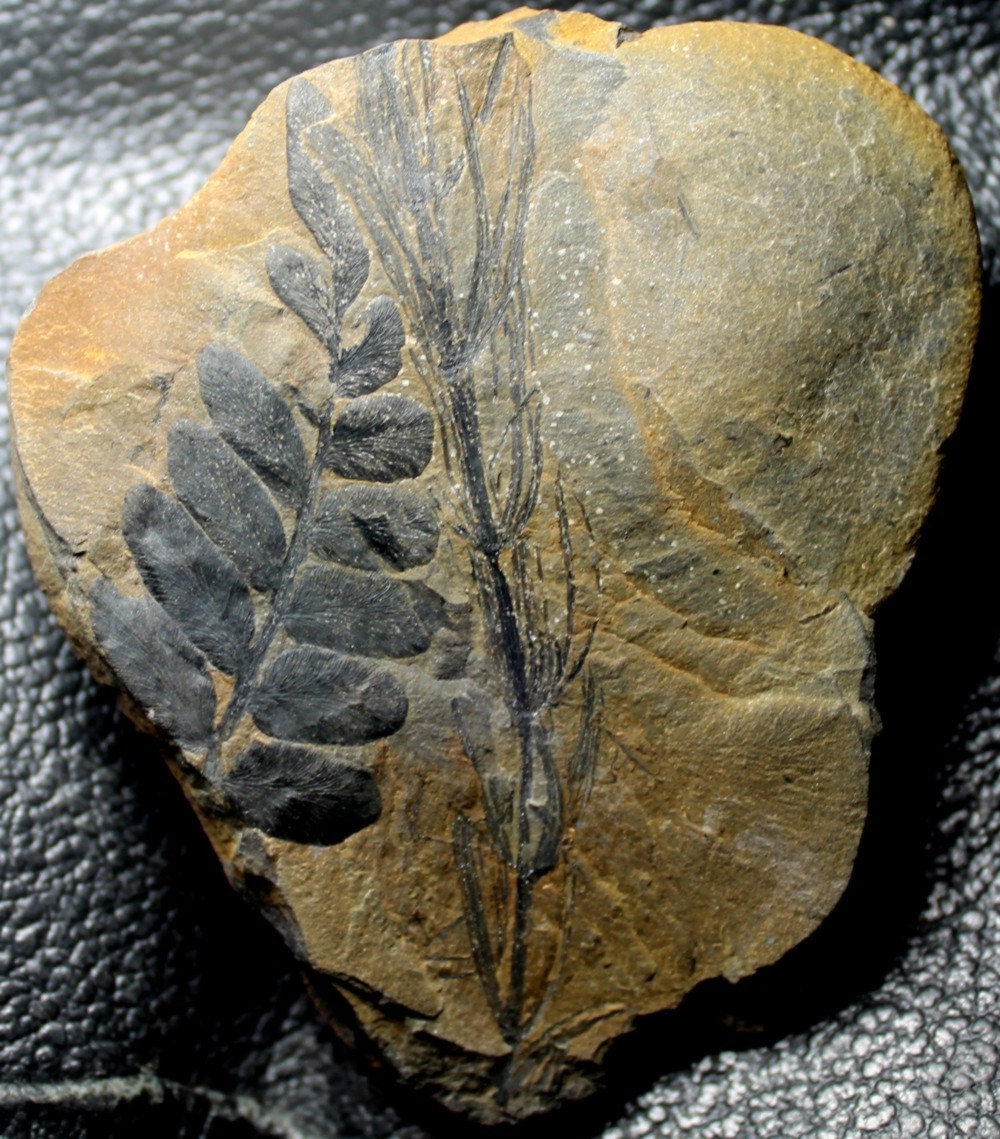   Neuropteris obovata 