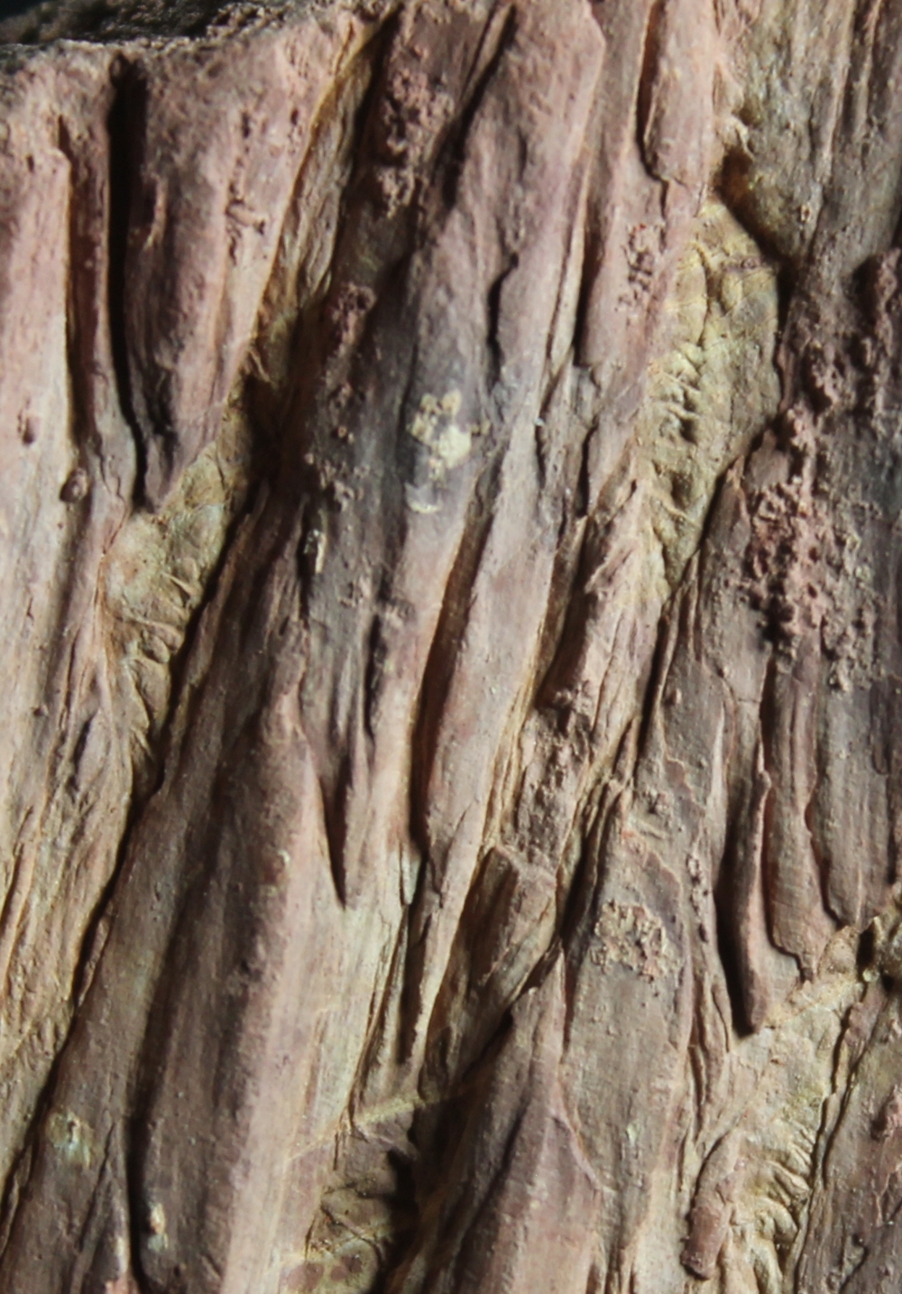  Lepidodendron wandae  