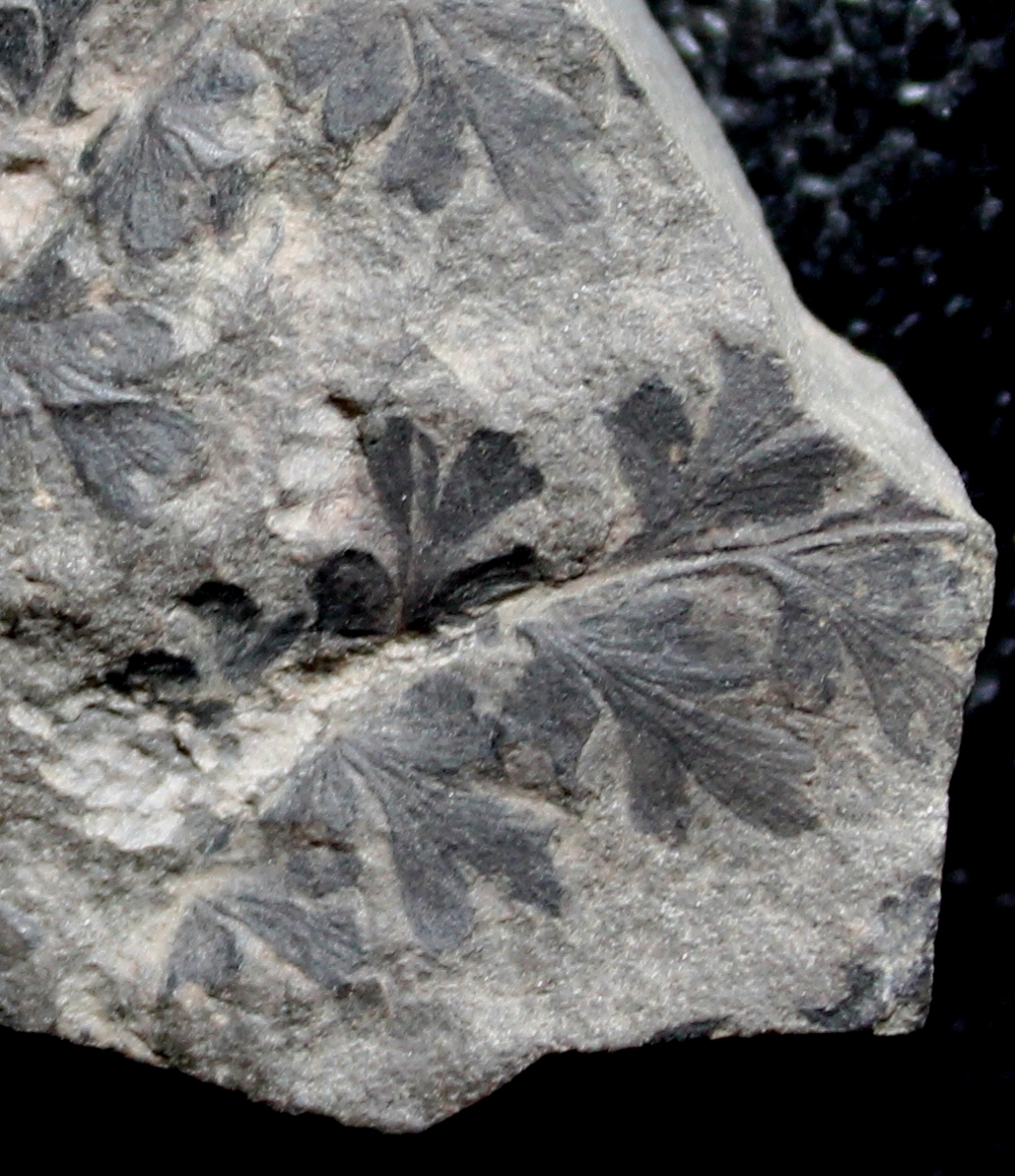  Carboniferous fern