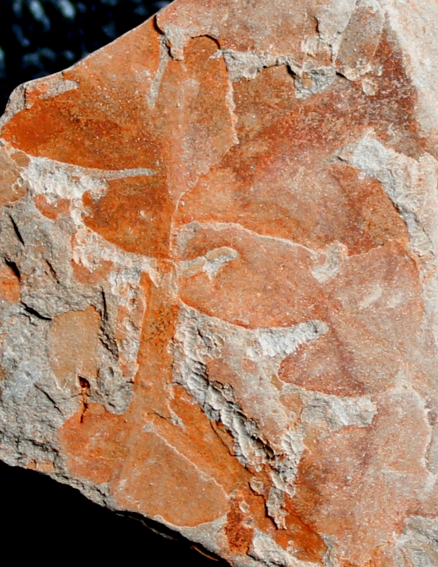 Triassic fossil plant, Dicroidium odontopteroides