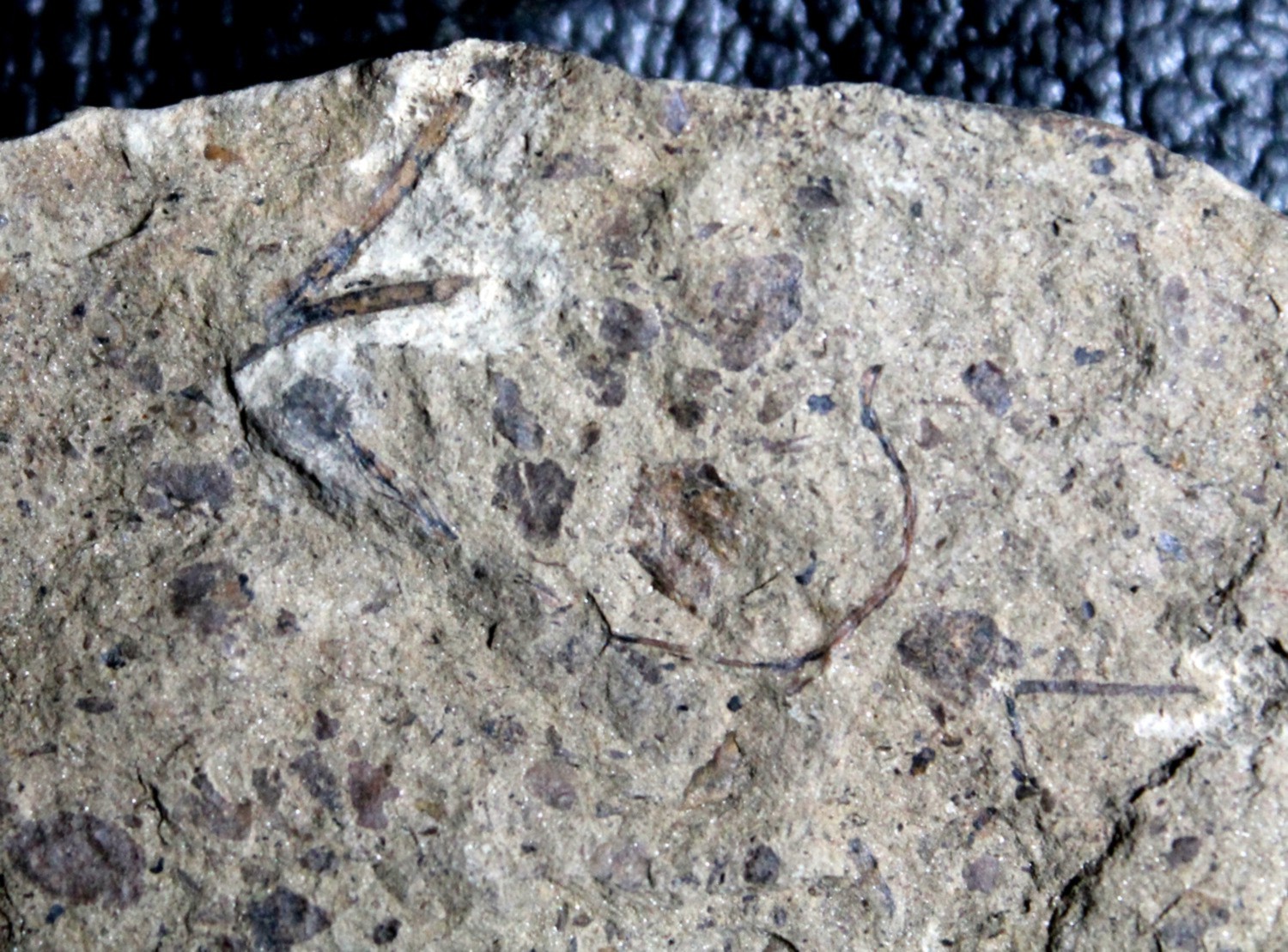 Silurian Cooksonia 