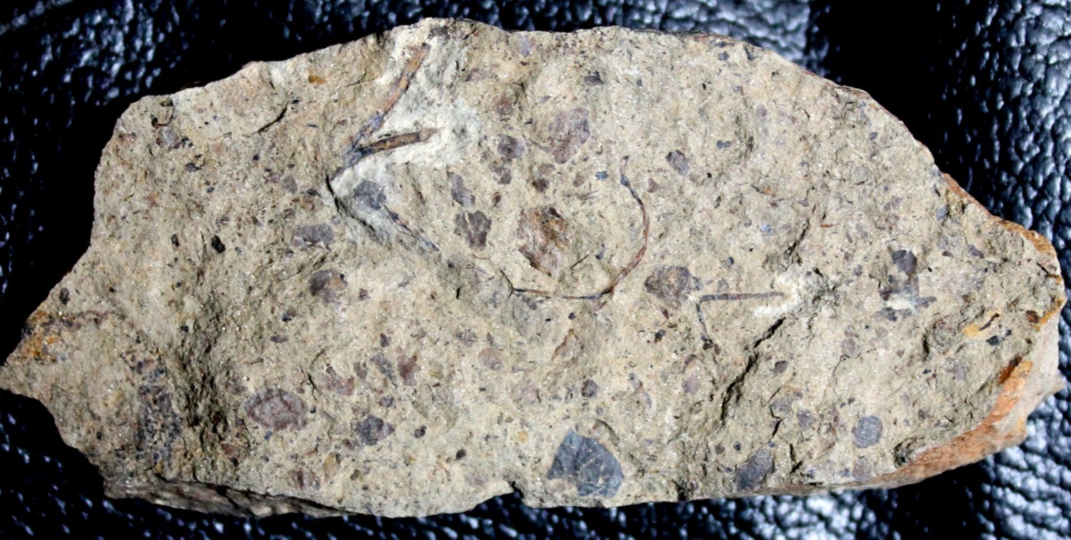 Silurian plant Cooksonia