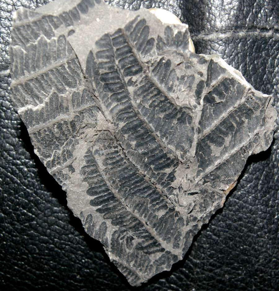 Carboniferous Senftenbergia 