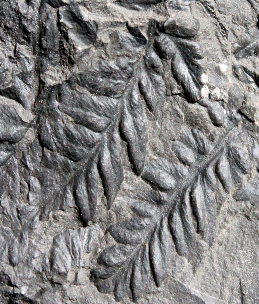Mariopteris nervosa