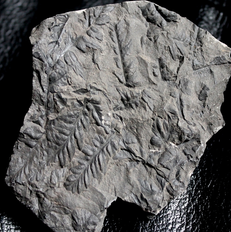 Mariopteris nervosa