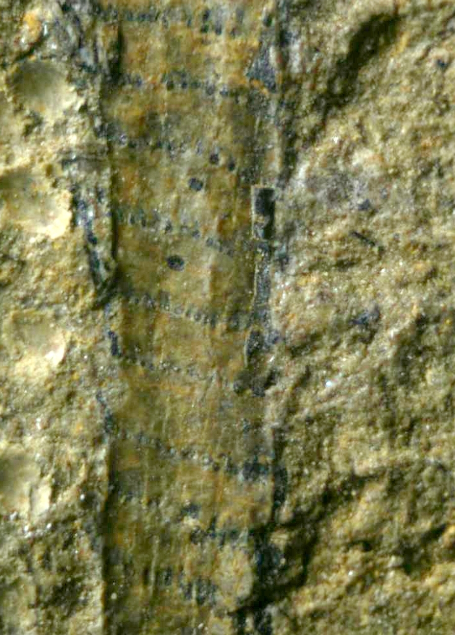 Silurian plant