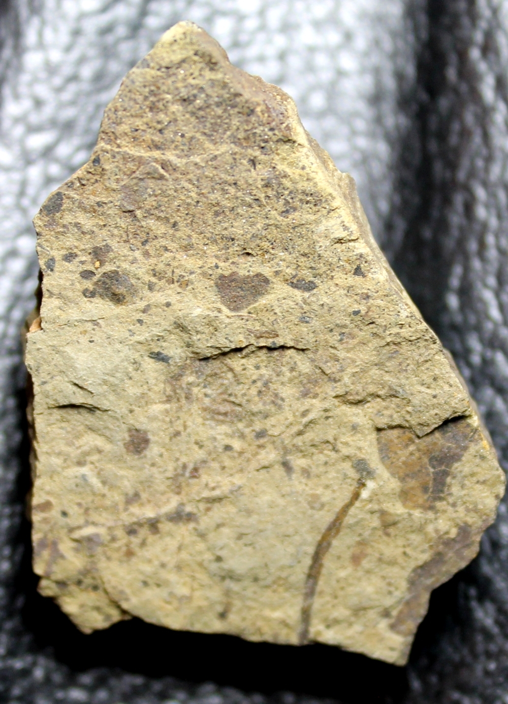 Cooksonia