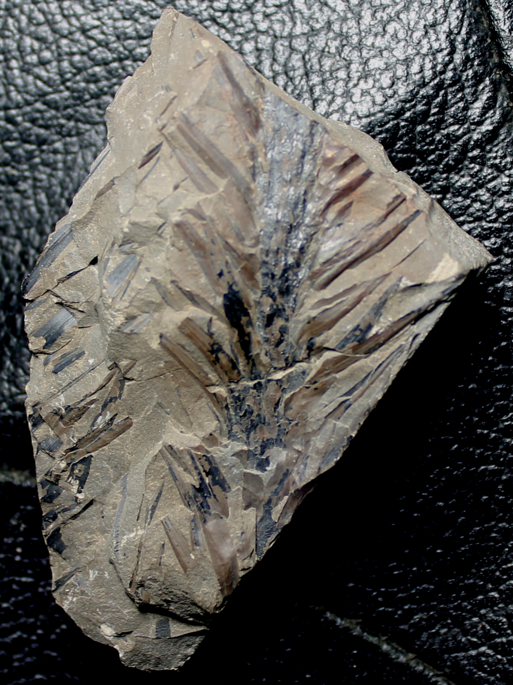 Lepidodendron lycopodioides