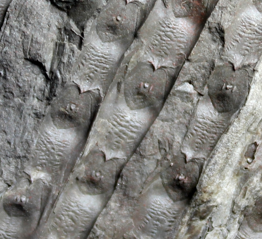 Carboniferous fossil plant