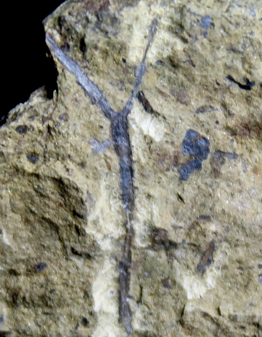 Cooksonia