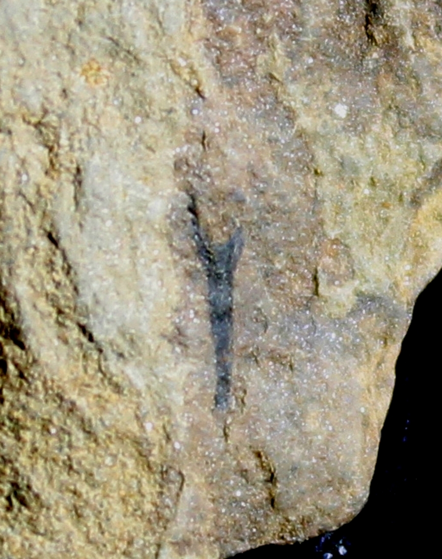 Cooksonia
