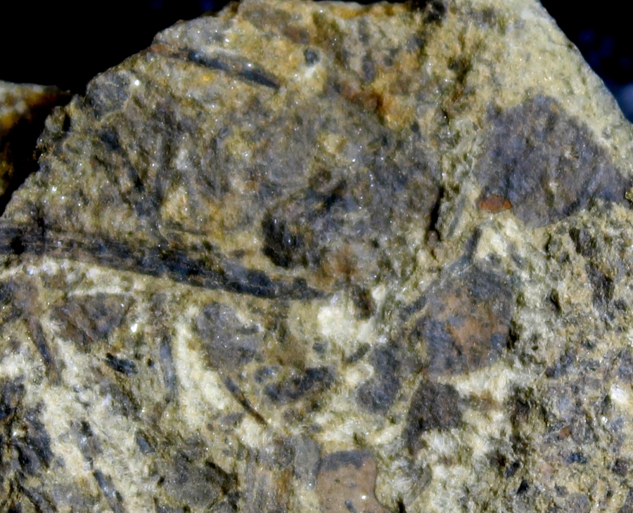 Silurian fossil land plant
