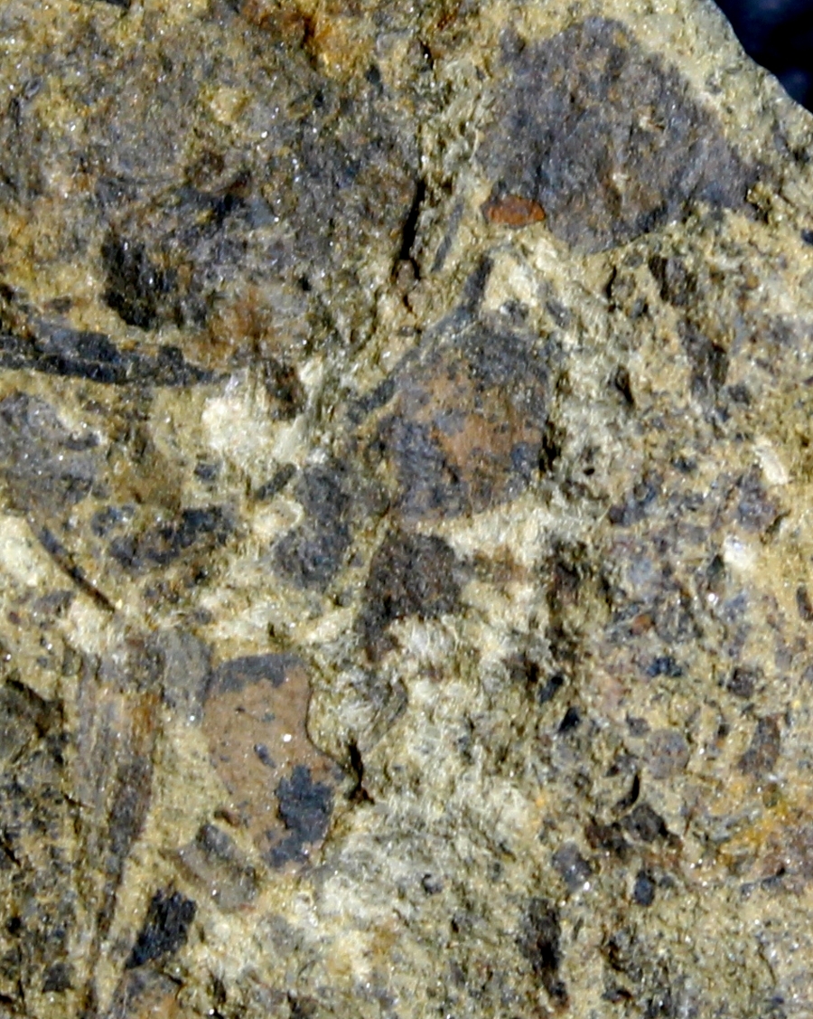 Cooksonia
