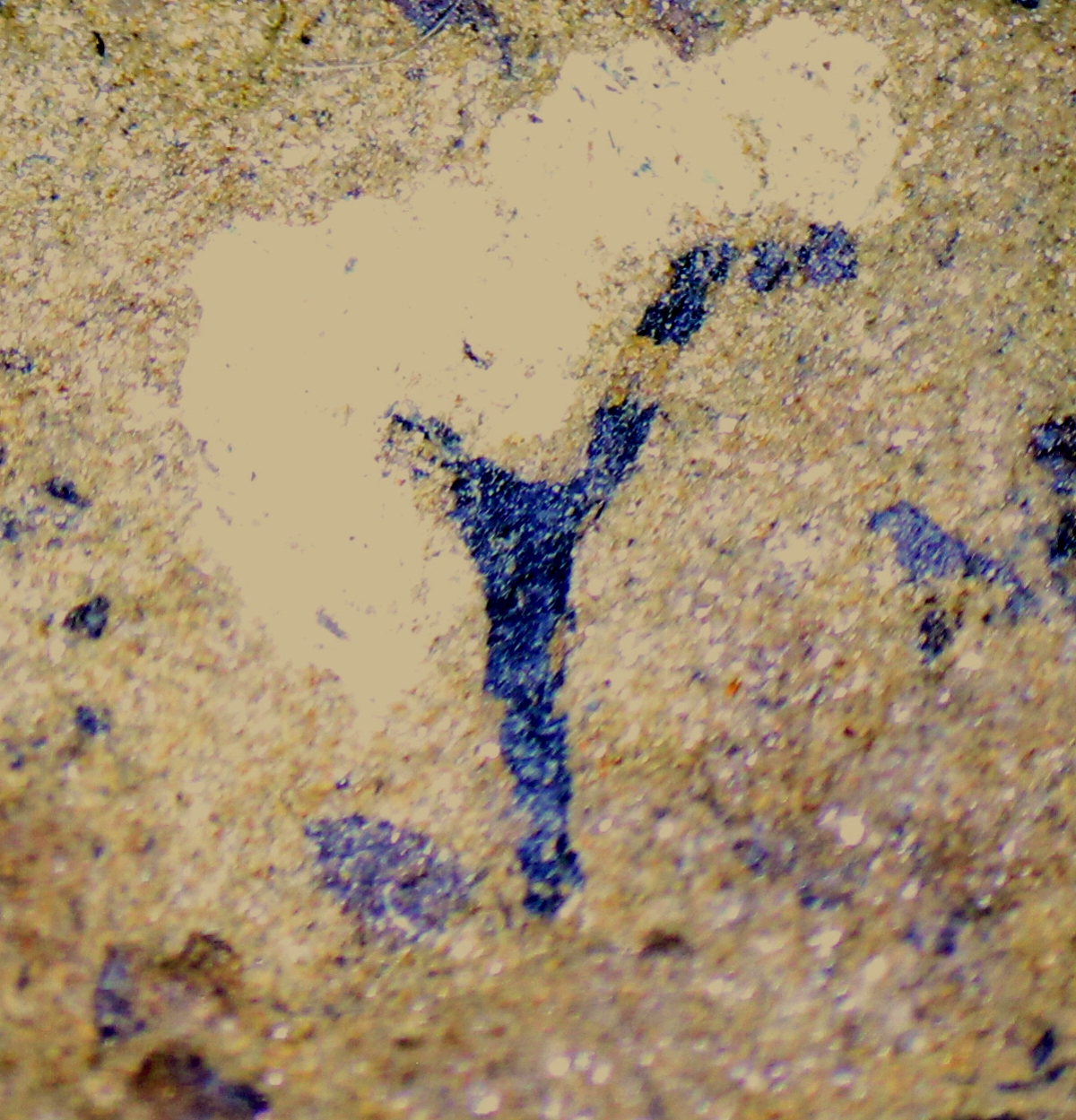 Cooksonia