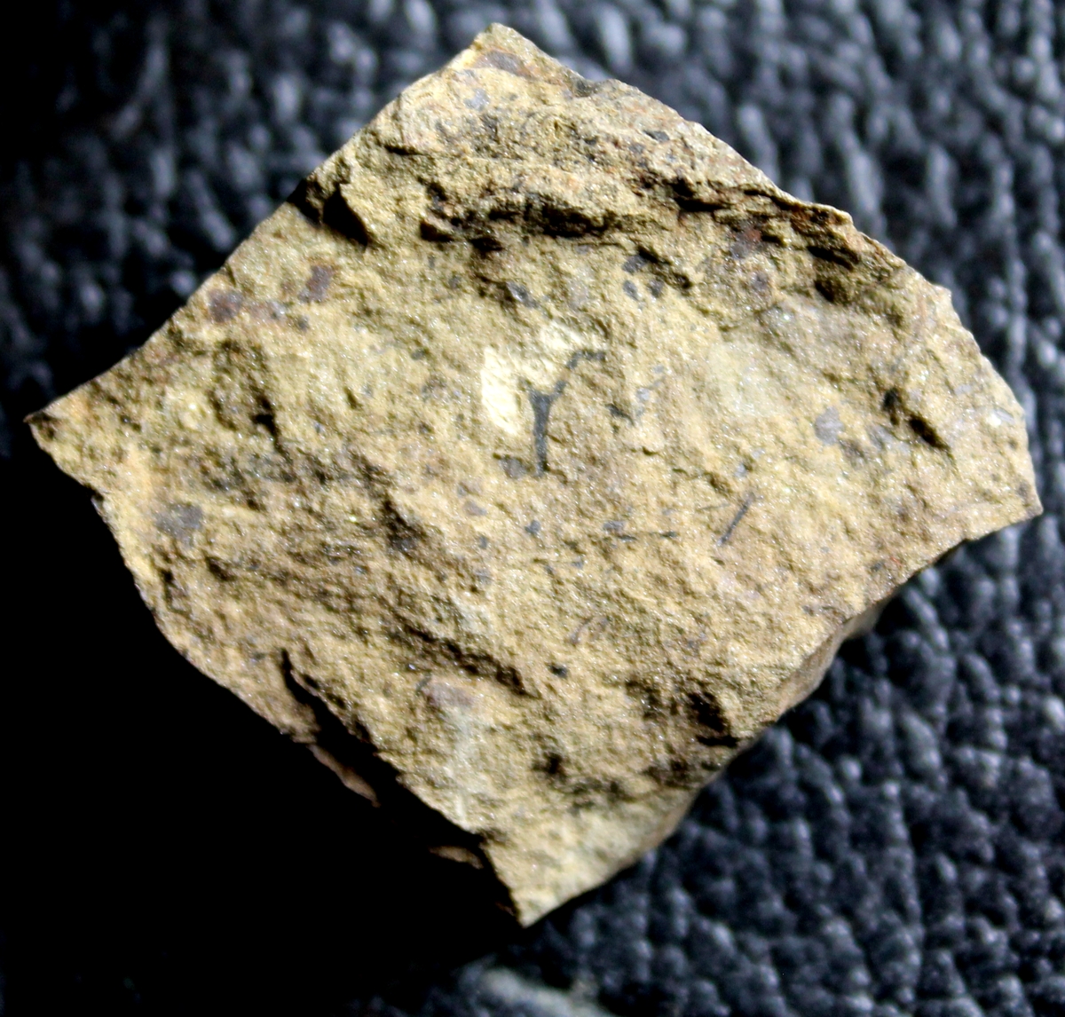 Oldest Silurian fossil land plant