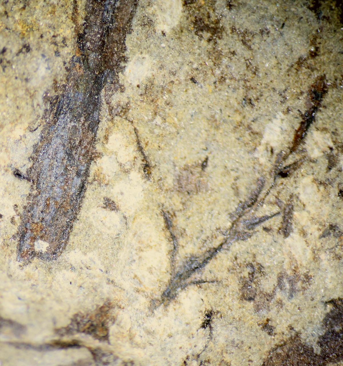 Silurian fossil plant