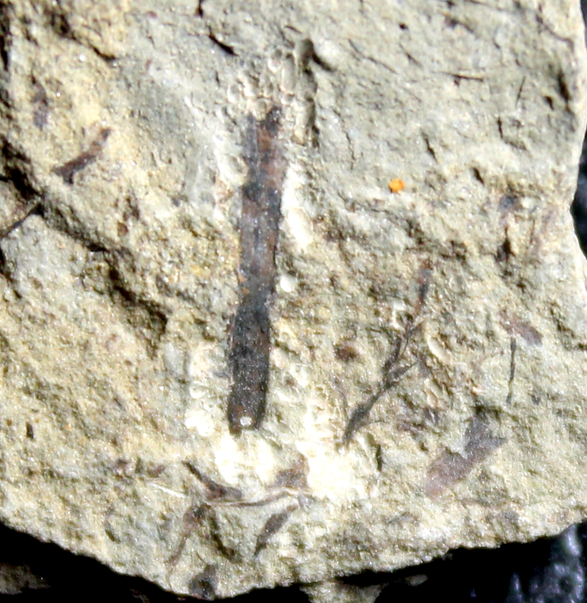 Silurian fossil plant