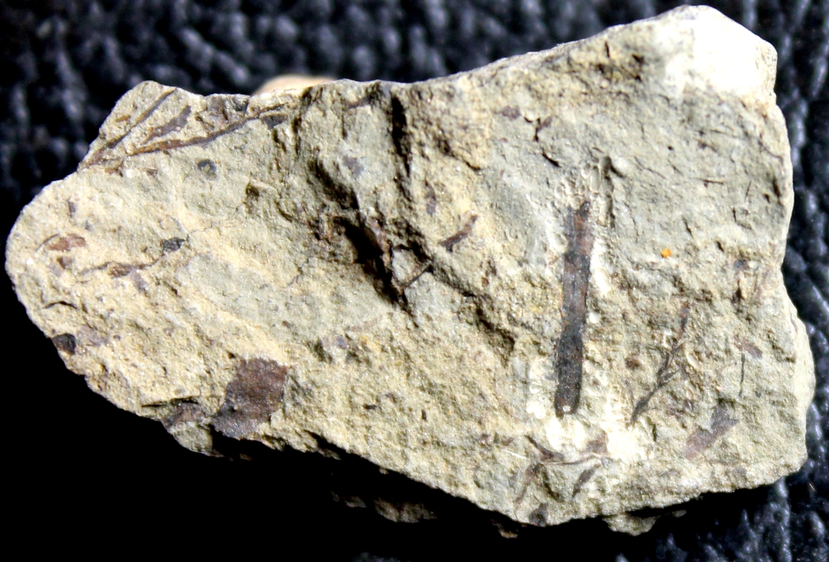 Silurian fossil plant