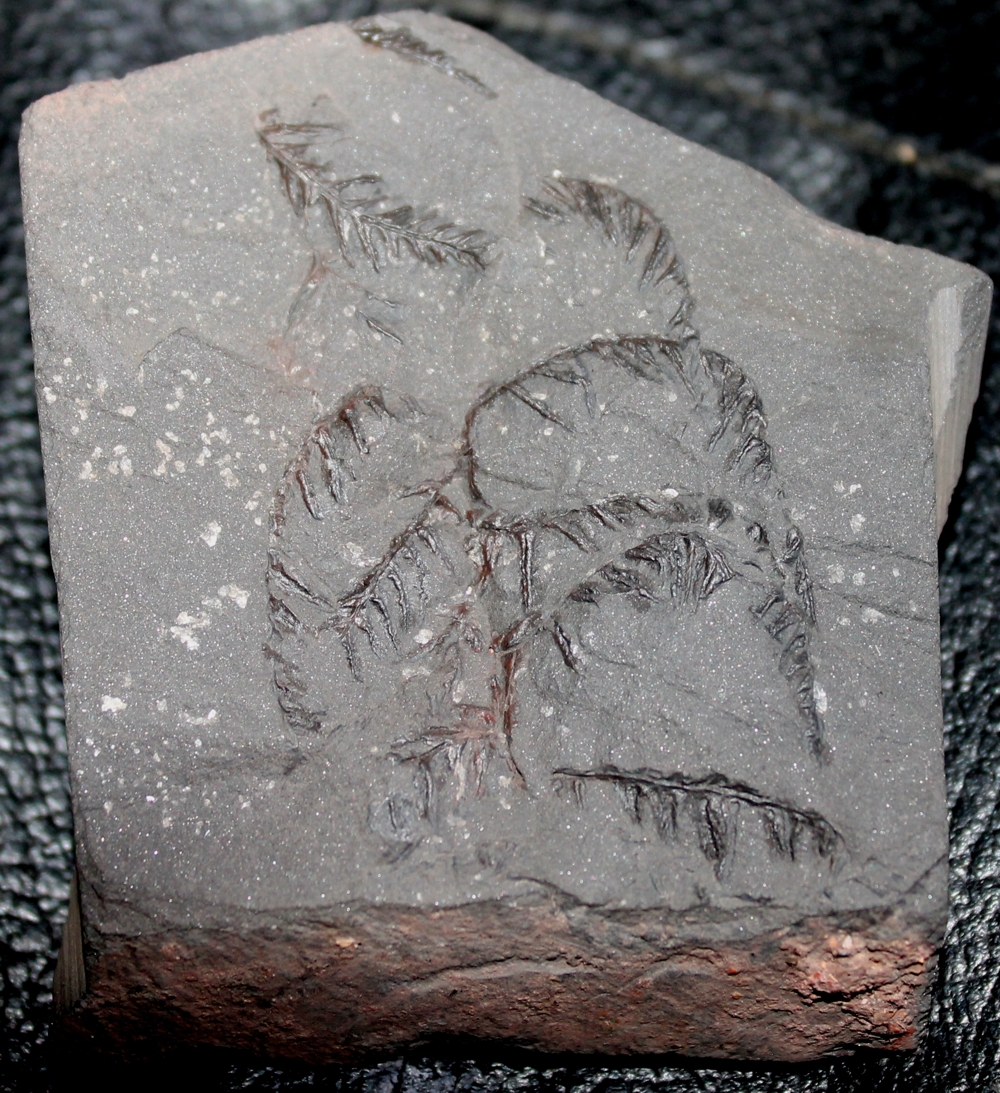 Pecopteris plumosa