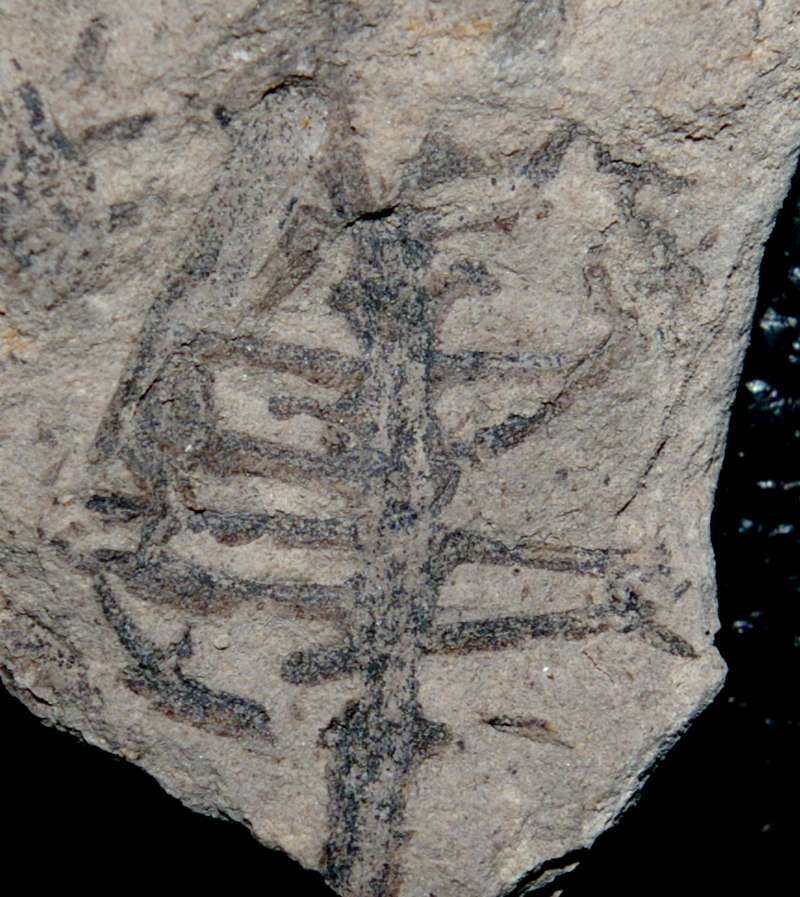 Ixostrobus groenlandicus  