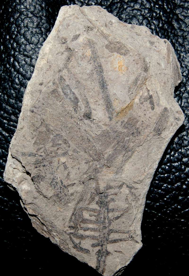 Jurassic fossil conifer  