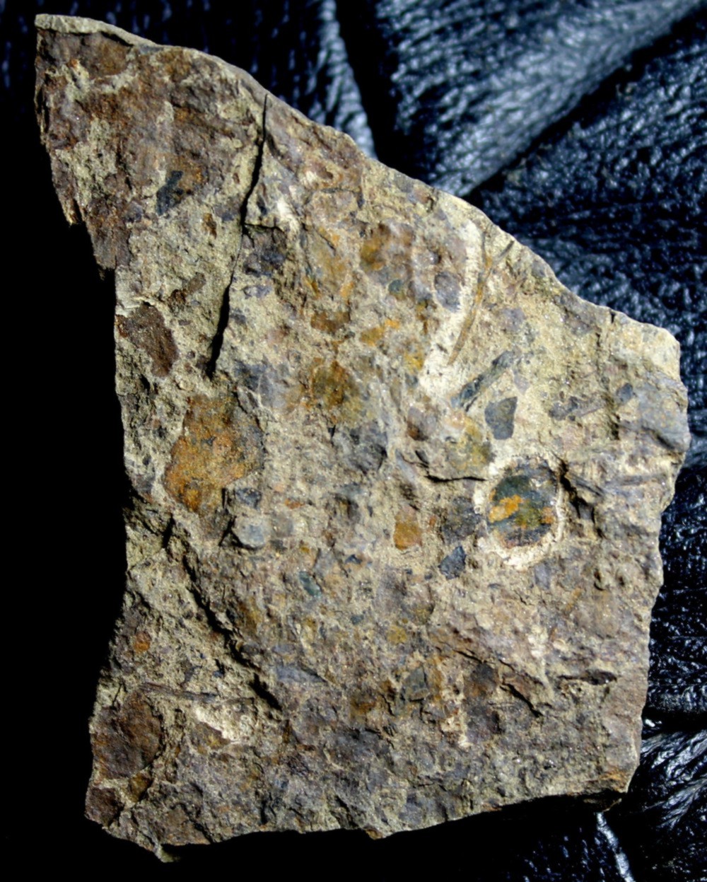 Pachytheca 