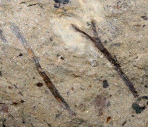 Cooksonia