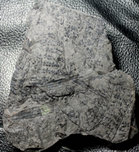 Lyginopteris Sphenopteris profunda