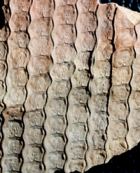 Sigillaria cancriformis