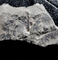  Eusphenopteris sauveuri