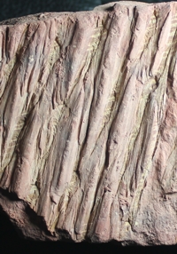 Lepidodendron wandae
