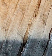 Carboniferous fossil plant