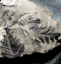 Mariopteris muricata