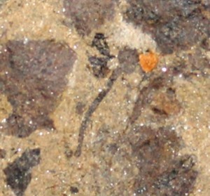 Cooksonia Silurian oldest fossil land plant for sale 