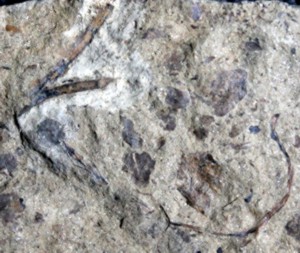 oldest fossil land plant 