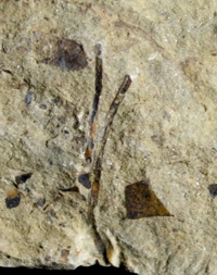 Cooksonia, oldest fossil land plant 
