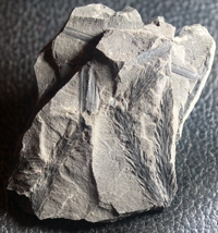 Bothrodendron minutifolium, Carboniferous fossil plant