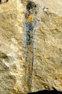 Silurian fossil plant