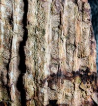  Sigillaria schlotheimiana, fossil Carboniferous plant