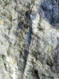 Cooksonia