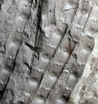  Sigillaria schlotheimiana