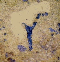 oldest Silurian fossil land plant