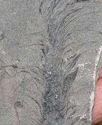 Lepidostrobus