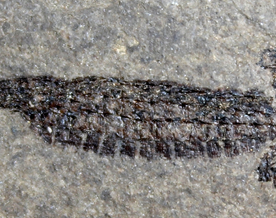 Hipposyngnathus neriticus