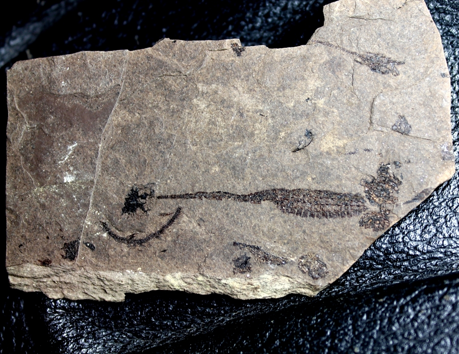 Hipposyngnathus neriticus